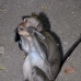 monkey_macaque_balinese_mf_ubud_v_1392_bal5113.jpg